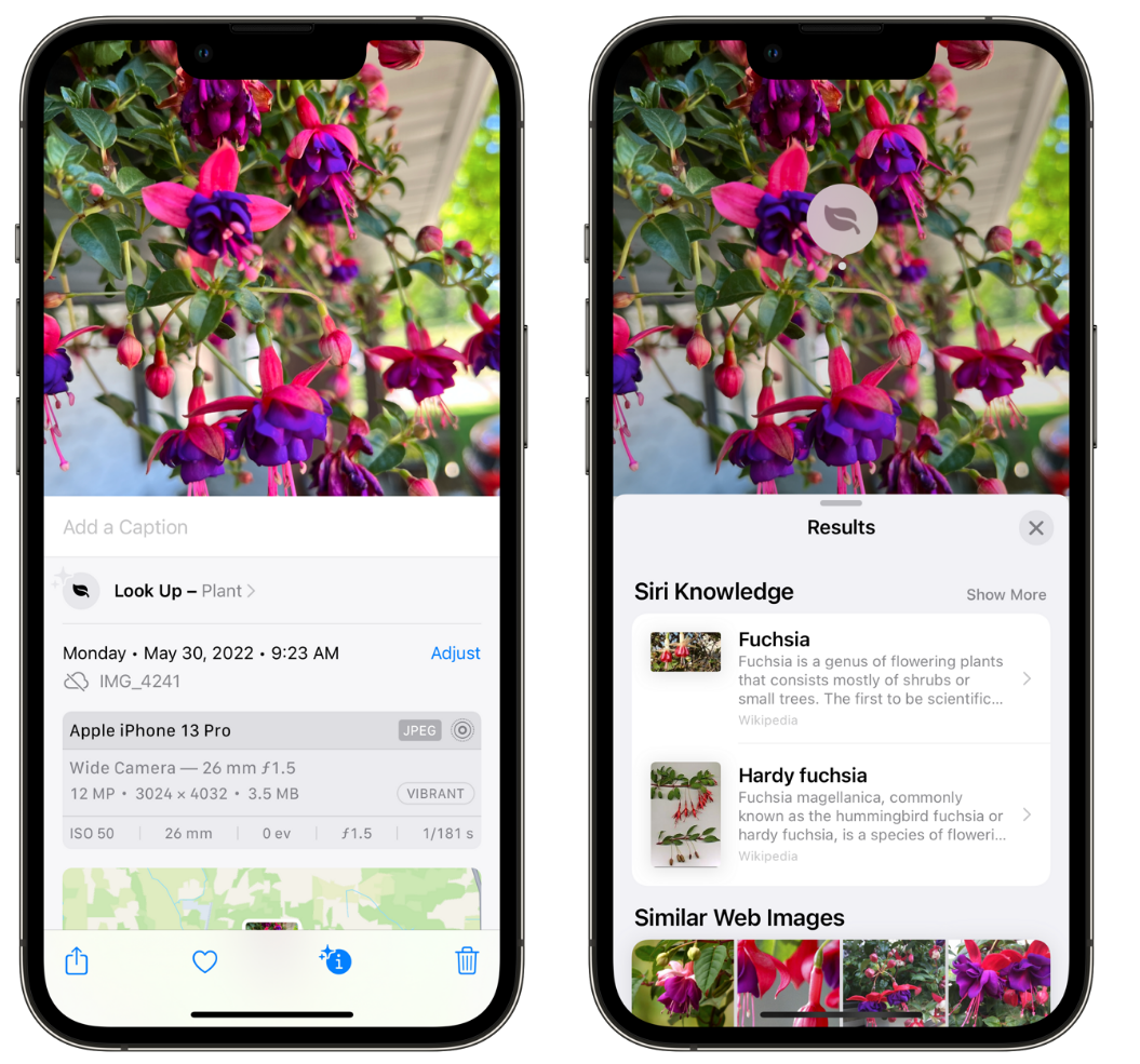 舞阳苹果手机维修分享小技巧：使用 iPhone 相机识别花卉植物 